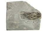 Fossil Crinoid (Cyathocrinites) - Indiana #326074-1